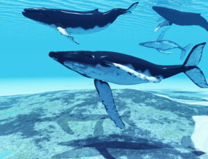 BSC Balinaları Bu Altcoinler’e Yatırım Yapmaya Devam Ediyor