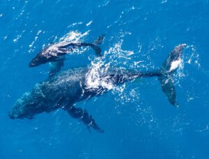 Santiment, Balinaların Bu İki Altcoin’e Yatırım Yaptığını Belirtti