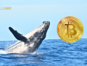 Bitcoin Balinaları 5 Haftada 2,3 Milyar $ Değerinde BTC Topladı