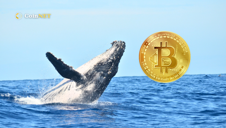 Bitcoin Balinaları 5 Haftada 2,3 Milyar $ Değerinde BTC Topladı