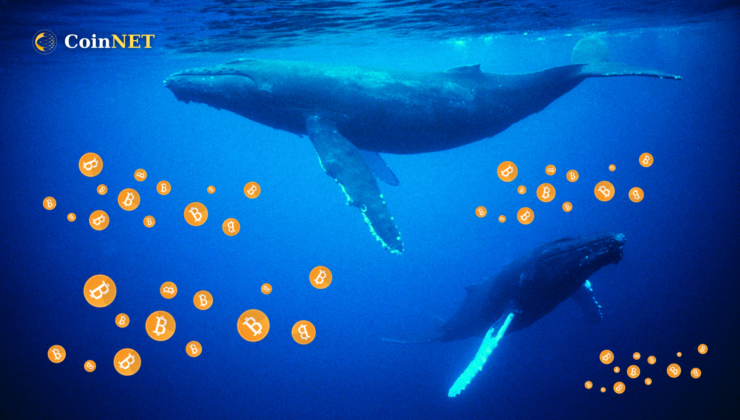 Balinalar Kripto Çöküşünden Bu Yana Bitcoin Biriktiriyor! İşte Detaylar