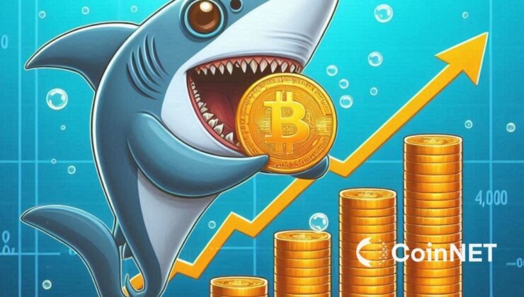 Bitcoin Shark, 2012’den Sonra Aylık En Yüksek Alımı Gerçekleştirdi